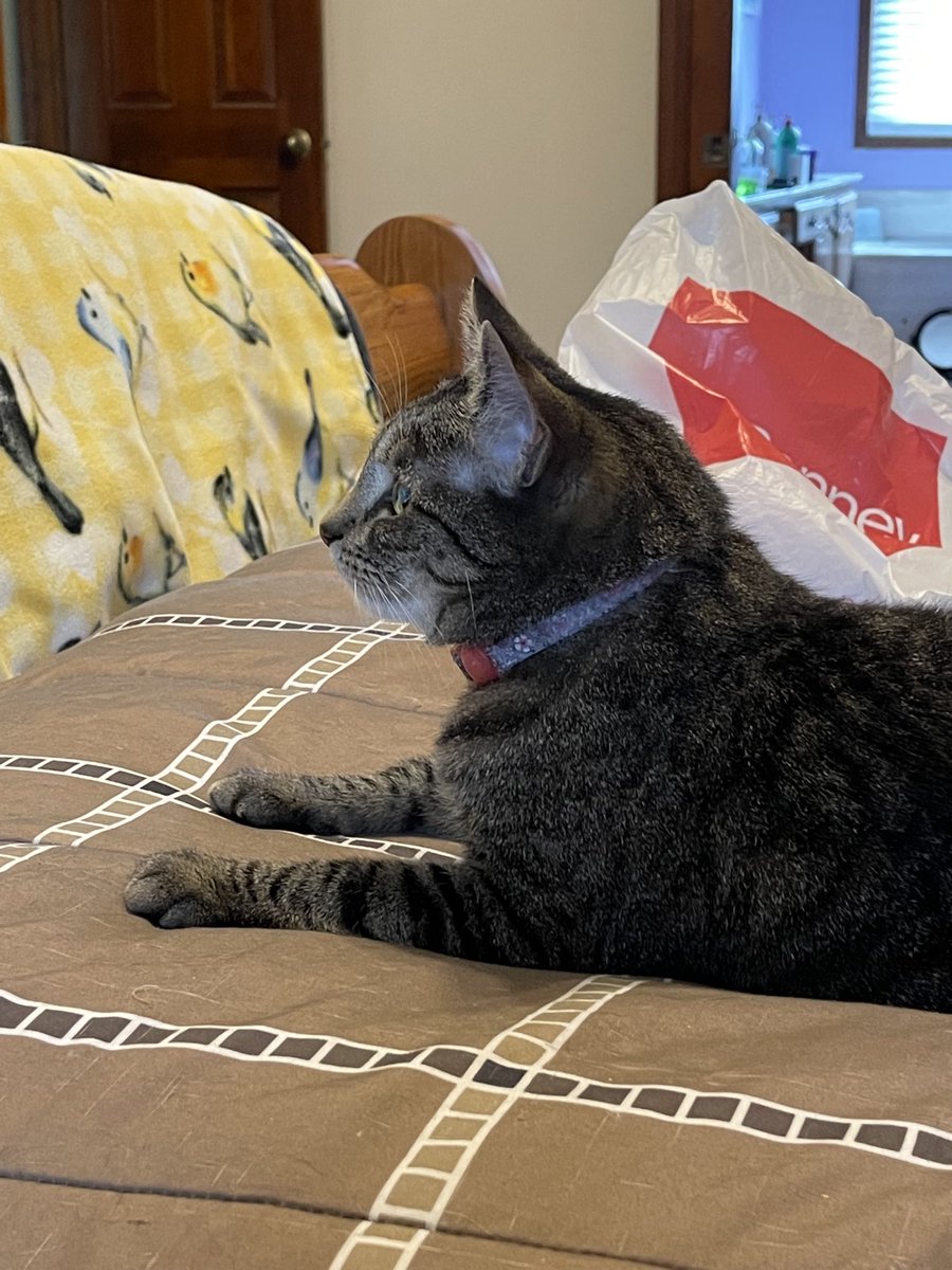 JijumMoose's tweet photo. Kit really likes watching me play #Stray .  Wouldn’t take her eyes off it.  #StrayReactions https://t.co/PyxVqn9hit