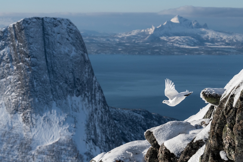 🎉🏆️Congratulations to the Overall Winner of the 2022 Bird Photographer of the Year competition! 🏆️🎉 'Rock Ptarmigan Flight,' Erlend Haarberg, Norway This image is also the winner of the Birds in the Environment category!