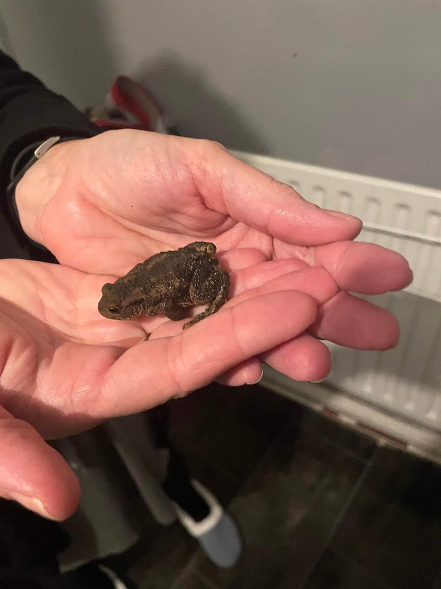 clairylou72's tweet photo. @BHCohort2829 I found a little friend in the back garden tonight, I'm not too sure where he came from but he was very friendly and bouncy🤣🐸#babytoad #natureisgreat #utw https://t.co/xS7f4IWZcx