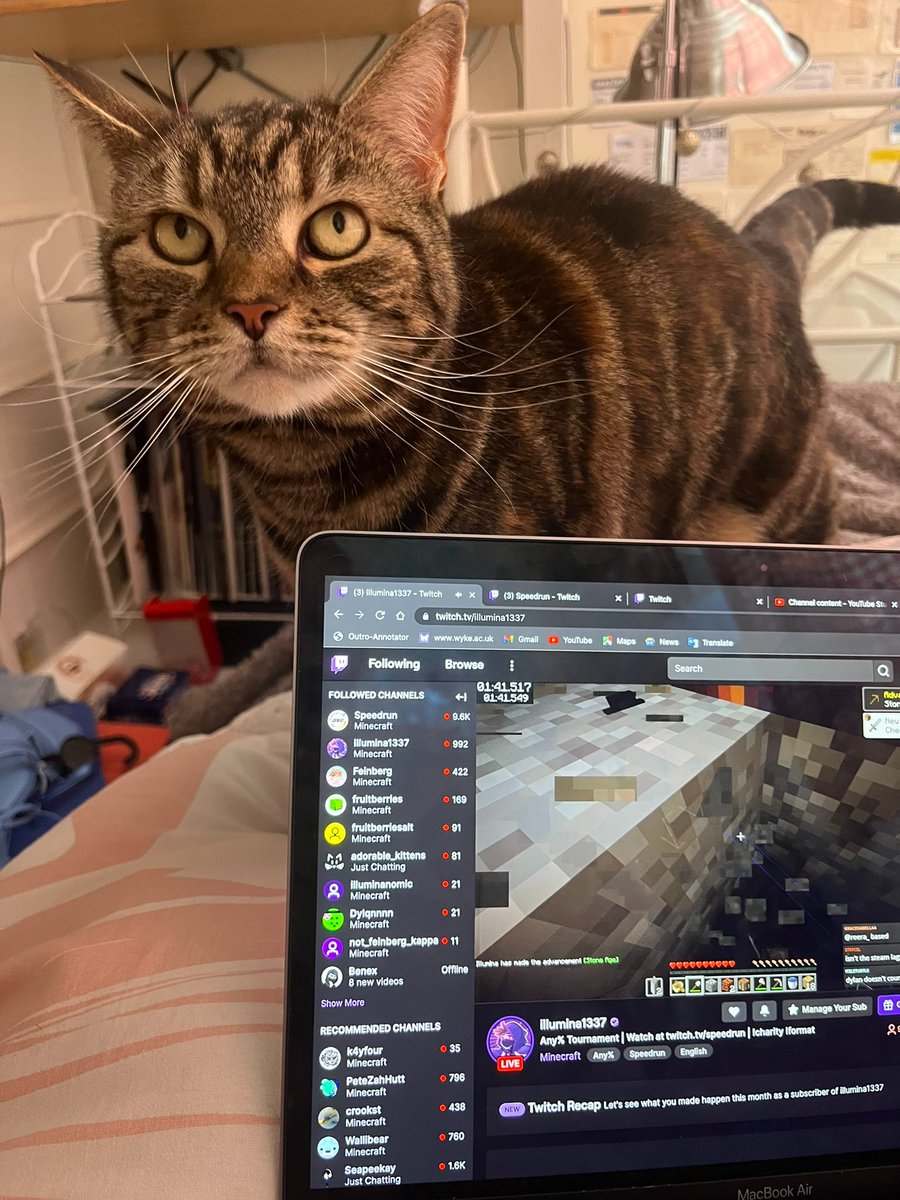 MCSR Cats tweet media