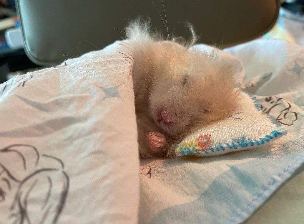 jizungthings's tweet photo. shleeping https://t.co/OAzUY7mLNV