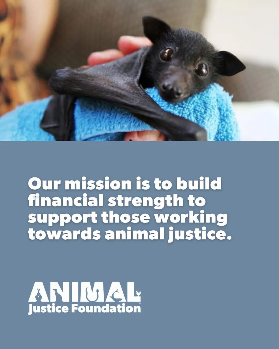 animaljusticeAU's tweet photo. "Our mission is to build financial strength to support those working towards a world of animal justice.

We invest in ethical initiatives &amp; use the proceeds of those investments to support  individuals, charities &amp; organisations who are creating a kinder world for animals."
- AJF https://t.co/LIMuUq5UBJ