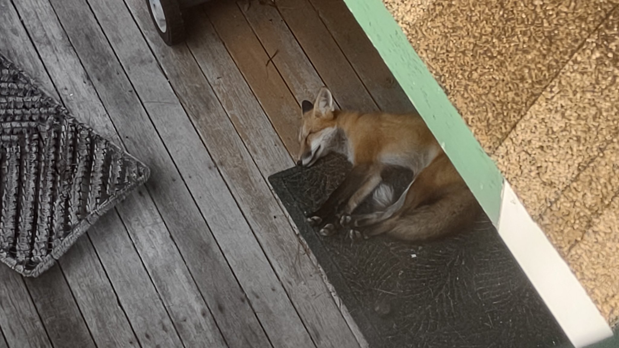 B O I Big Orange Idiot On Twitter Update He s Still There
