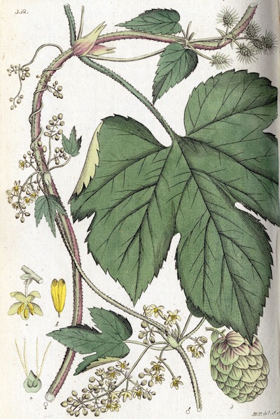 sansculotides's tweet photo. Today is tridi 23 Fructidor in the year of the Republic CCXXX, celebrating hops. https://t.co/rp36Hqzh5l
