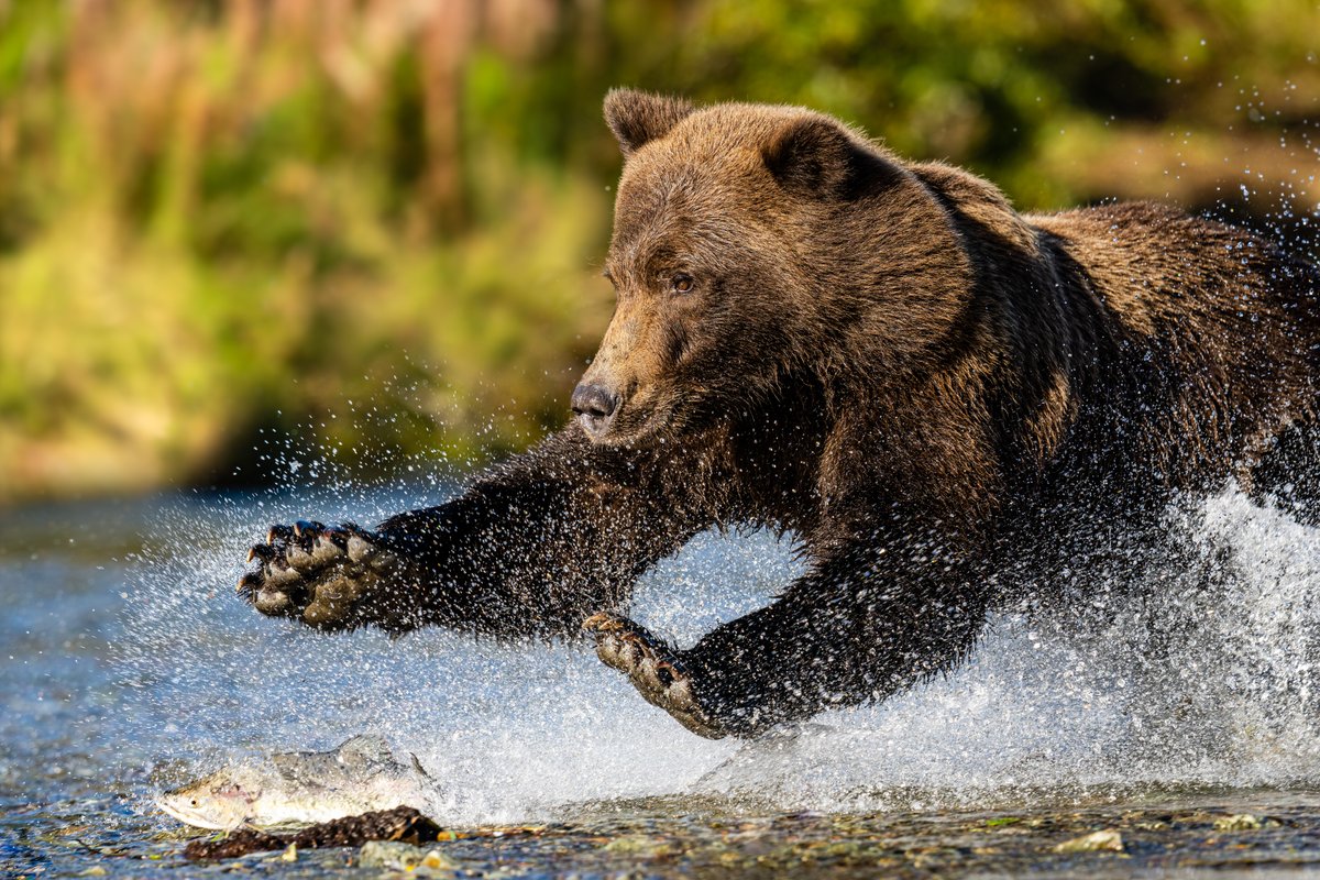 Click this link to watch a short video of the full sequence.  Our workshop in Katmai once again exceeded all expectations! 
photorec.tv/tobygelstonsph…