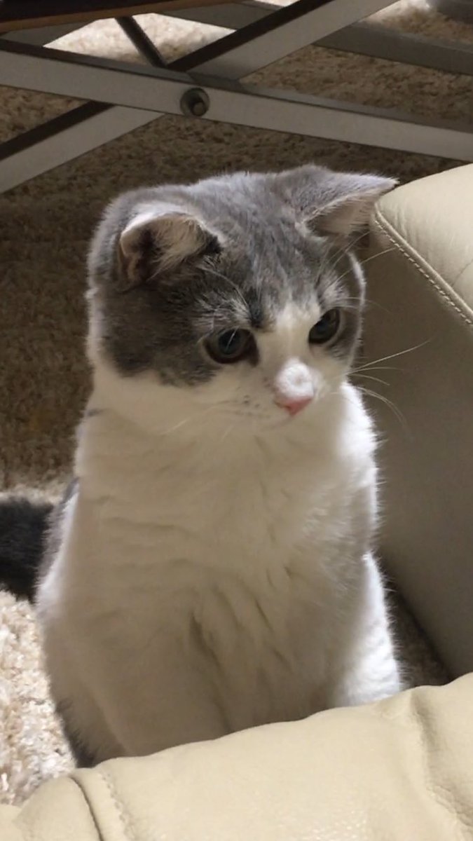 nekojimaramune's tweet photo. おはにゃんです
甘えるときはこうやってちょっと耳をたおします。お母さんはイチコロですにゃ🐾
 #猫がいる暮らし
#猫好きさんと繋がりたい https://t.co/xCGd1Y05qT