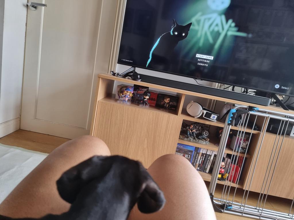 GreendotEmo's tweet photo. @PlayStation @ASPCA #StrayReactions Kylo kept looking over at the screen everytime the cat purred 😅 https://t.co/n7jeoHo399