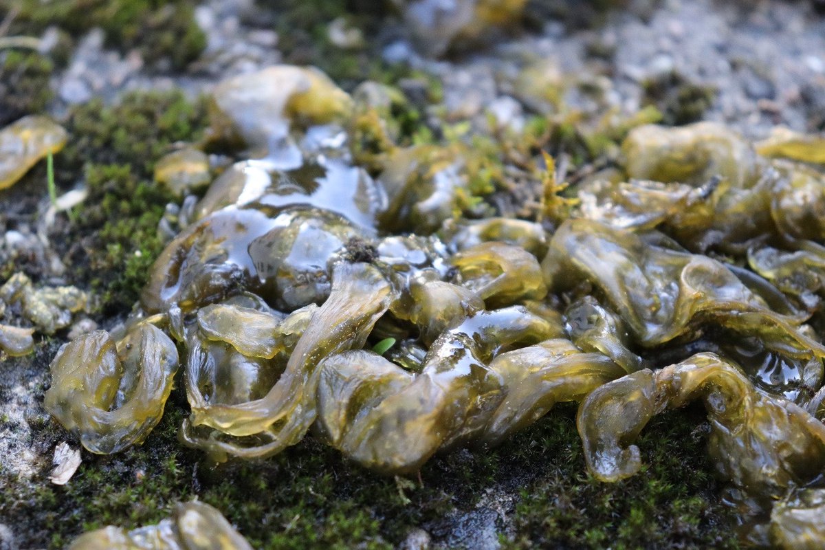 AnoukEhreiser's tweet photo. Found a slimy #astrobiology surprise in my backyard today! This is Nostoc commune, a colony of cyanobacteria. They are very tough #microbes and can survive extreme conditions - they even went to space! One day they might be a source of oxygen and food for #astronauts on #Mars 🚀 https://t.co/DGyvP8CC1Q