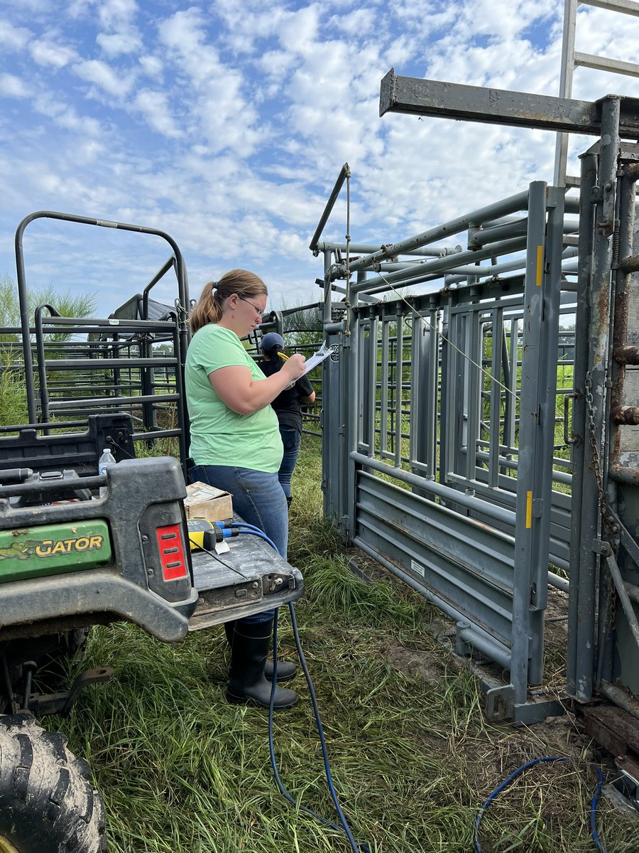 DrJJTuga's tweet photo. Grazing initiations are always an adventure - todays included a torrential down pour and no lunch. We don’t eat until they eat! All animals are now on paddocks happily grazing and #BetterGrazingProgram 2022 is officially started!! #UGABeef #AlfalfaBermudagrass #USDA_NIFA https://t.co/g7IVDLghPa