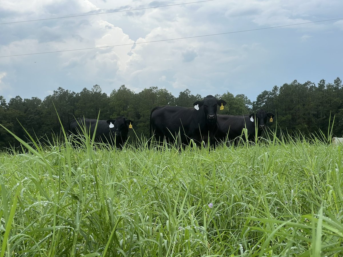DrJJTuga's tweet photo. Grazing initiations are always an adventure - todays included a torrential down pour and no lunch. We don’t eat until they eat! All animals are now on paddocks happily grazing and #BetterGrazingProgram 2022 is officially started!! #UGABeef #AlfalfaBermudagrass #USDA_NIFA https://t.co/g7IVDLghPa