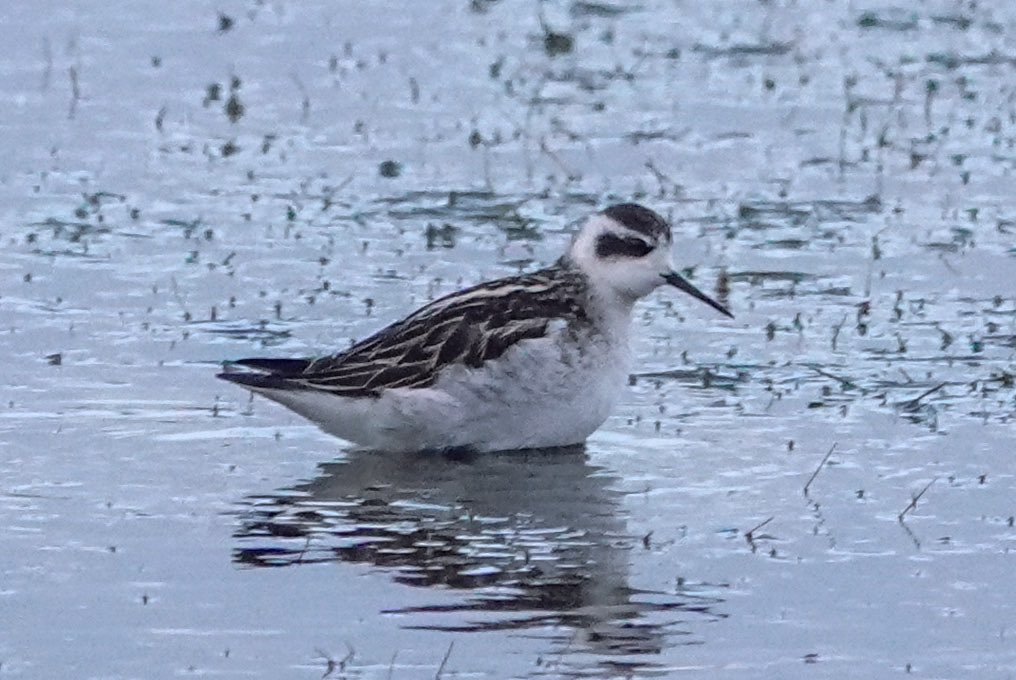 Daniel Weldon tweet media