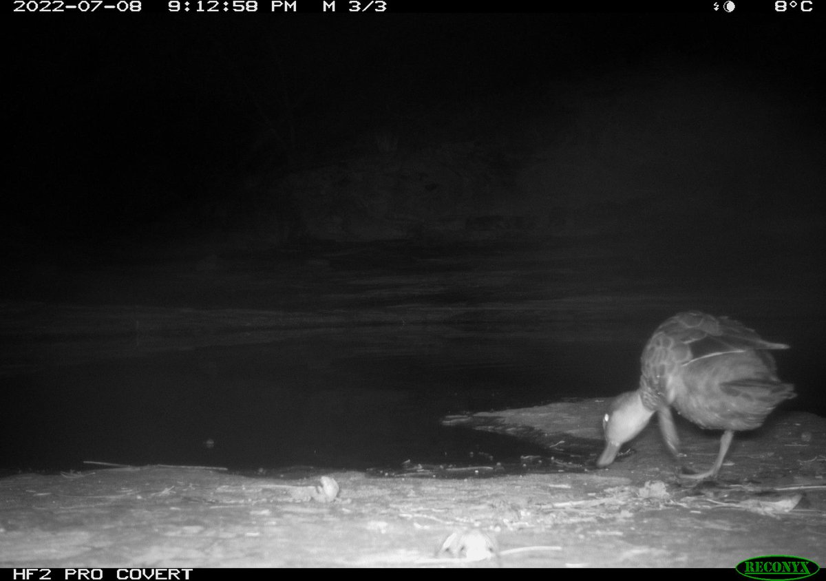 Jenny Davis tweet media