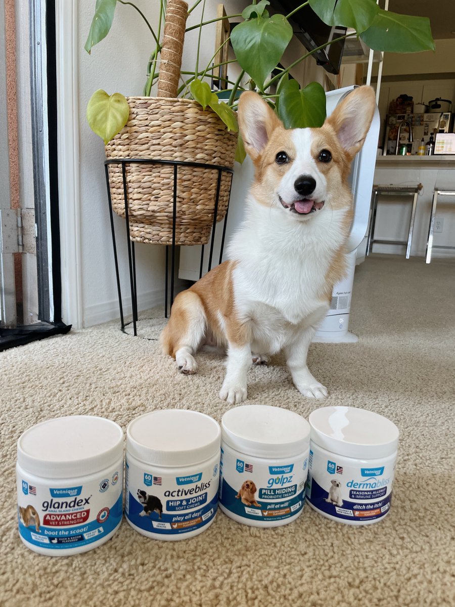 Vetnique's tweet image. Millie was able to take her boot the scoot game to another level with Glandex Advanced - and the best part is, she absolutely LOVES her daily soft chews! 🐶💙
bit.ly/3D4lRAw

#AnalGland #DogsOfTwitter #Corgi #Glandex #Doggo #PetHealth