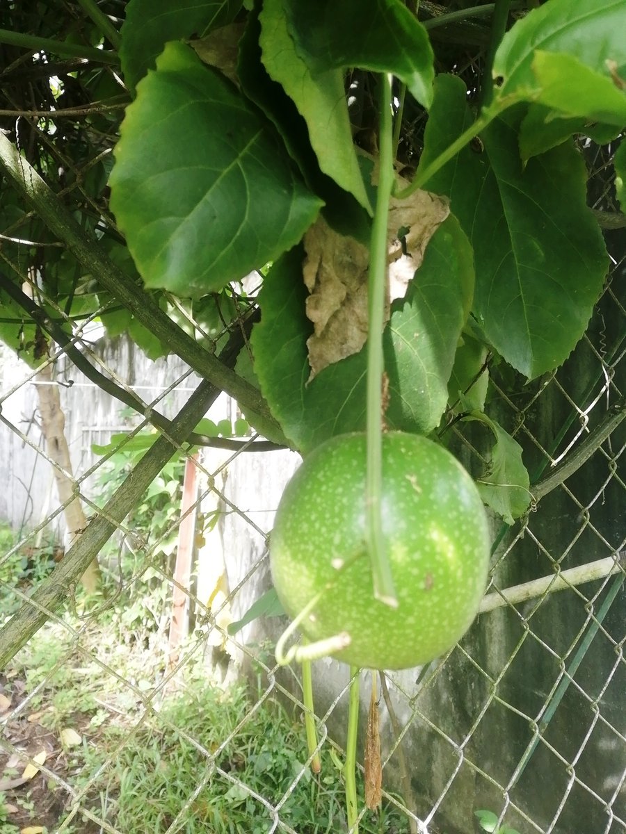 La Maracuyá es una planta de buena producción y que sólo requiere de cuidados básicos como abonado orgánico y 2 o 3 podas al año 🍈 Recomendada para el huerto si se tiene el espacio y estructura para trepar, por ejemplo una cerca, la puede cubrir muy bien 🍈