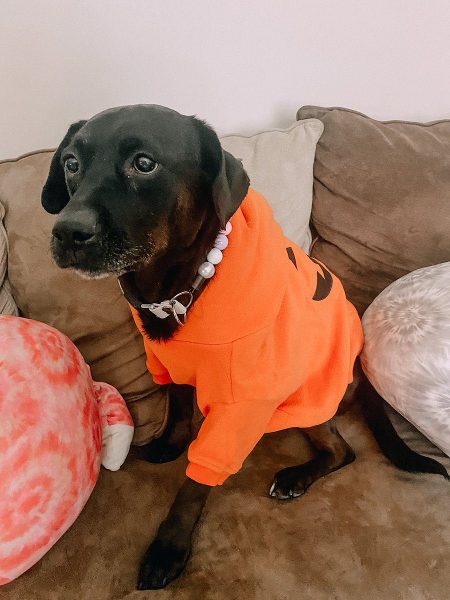 hollyjolenee's tweet photo. ellie is the cutest dog in the entire world and i cannot be convinced otherwise. https://t.co/2p9KCAXs9w