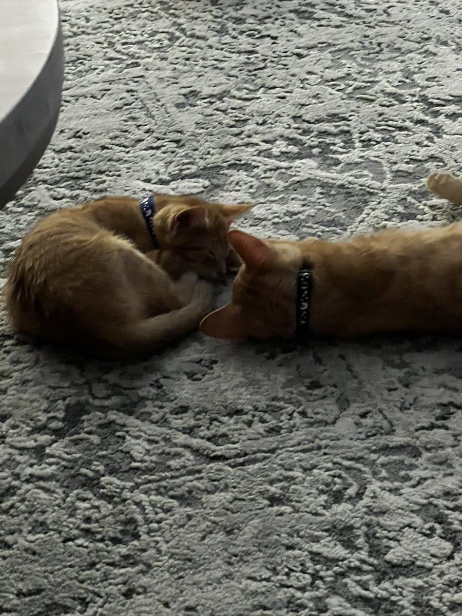 Marmalade_cat1's tweet photo. All tuckered out after a very long day. Hearts are hurting tonight. 

Rest In Peace, Your Majesty 👑 🇬🇧 🖤 https://t.co/Qq7jJ7XtLp