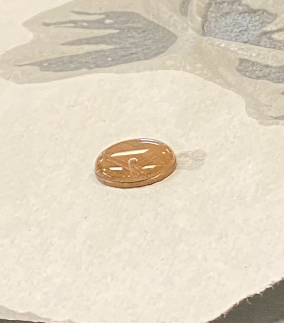 PeggyKoenig's tweet photo. 6th graders got a refresher on the scientific method which led to an exploration of adhesive and cohesive properties of water. How many drops of water can you fit on a penny? @FMS_BCPS @BCPSSci @SchifferB https://t.co/HargnAGItG