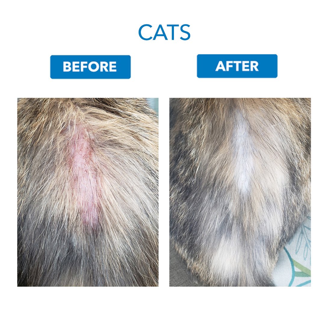 CBD4Pets's tweet photo. 24 HOUR #FLASHSALE!
Works on People AND Pets 🐶🐱😀
Amazing #CBD #Prebiotic Spray
#Eczema
#Shingles
#HotSpots
Limited supplies!
Don't take our word for it👇
SHOP-https://t.co/sBWapYJ0Fa
Split the cost into 4 payments INTEREST FREE!
#PetCBD #DogCBD #CatCBD #WoundCare https://t.co/VuCdlHMKns