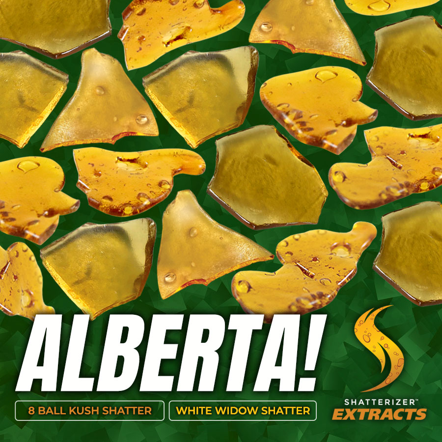 Shatterizer's tweet photo. Look for our #Shatterizer Extracts White Widow Shatter and 8 Ball Kush Shatter in Alberta #Shatterizing Family! https://t.co/7YrSPvI9pK https://t.co/979fWos0Sh