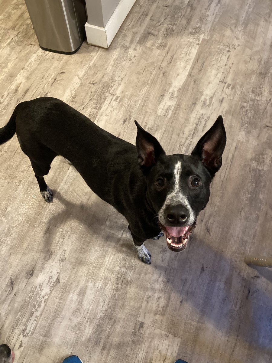 OldCoyotesAreUs's tweet photo. Took them running and this is how they’re feeling now. Wyatt’s our endurance athlete. https://t.co/rp6mZ7JFYb