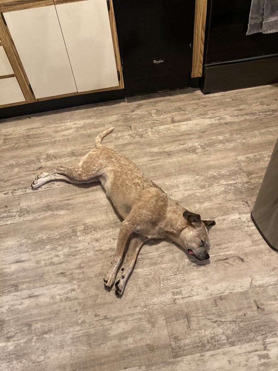 OldCoyotesAreUs's tweet photo. Took them running and this is how they’re feeling now. Wyatt’s our endurance athlete. https://t.co/rp6mZ7JFYb