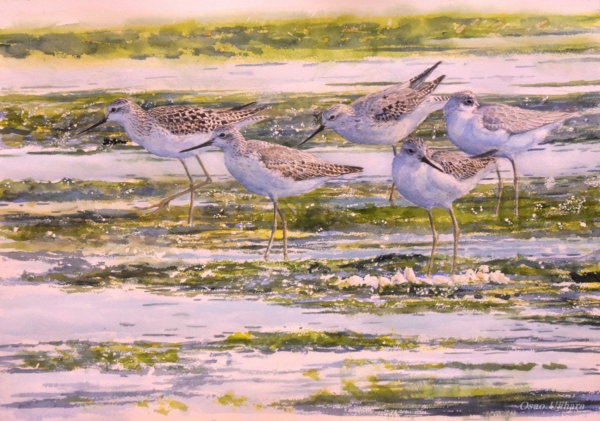 コアオアシシギ、これで完成です。