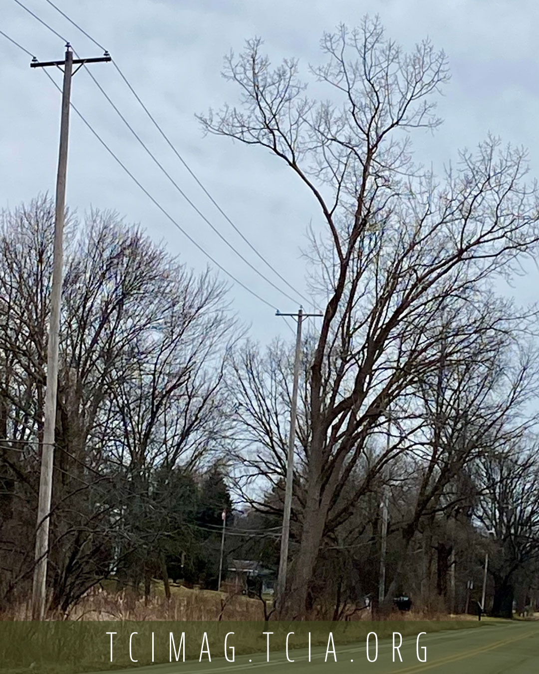 hoppe tree service maine