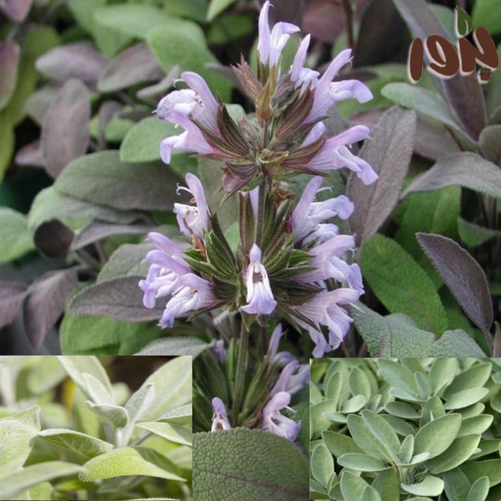 مرامية هو الإسم الشائع
الاسم العلمي:Salvia Officinalis
تسمى ايضاً:مريمية-المرمرية
•نبتة عشبية معمرة،كثيفة وعطرية،دائمة الخضره،سيقانها خشبية،اوراقها رمحية الشكل لونها من السطح العلوي اخضر يميل إلى الرمادي وفضي فاتح على السطح السفلي، وعلى سطح الأوراق طبقة رقيقة من الزغب.