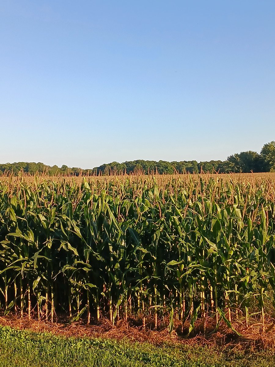 Who needs to go to the lake when you have corn all around the house.