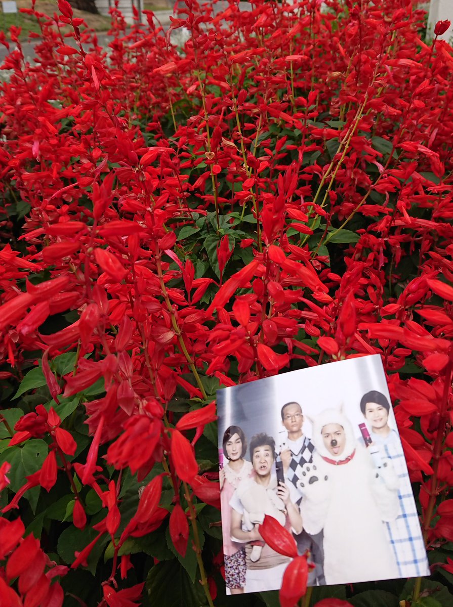 haruru_602's tweet photo. お久しぶりの花活🌼

晴っれわたぁ～💧
やっぱり曇り😂まぁいいや

蒸し暑っ🌥️
#SMAP
#SMAP31YEARS 
#SMAP31thAnniversary 
#SMAP31回目誕生祭_0909 https://t.co/NK5ias5lc1