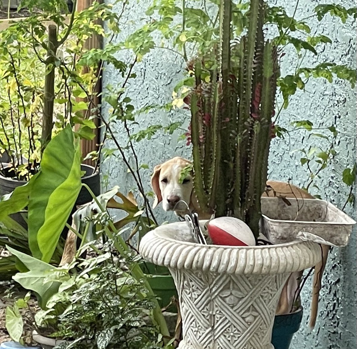 BrownieTurd's tweet photo. No she did not grow that quickly, she’s standing in my flower pot again. Is she playing Where’s Waldo or is there a reason Mr Sprinkles ran away with a guilty look? 🤣 #whereswaldo #PennythePatsy https://t.co/hAmdGb8x61
