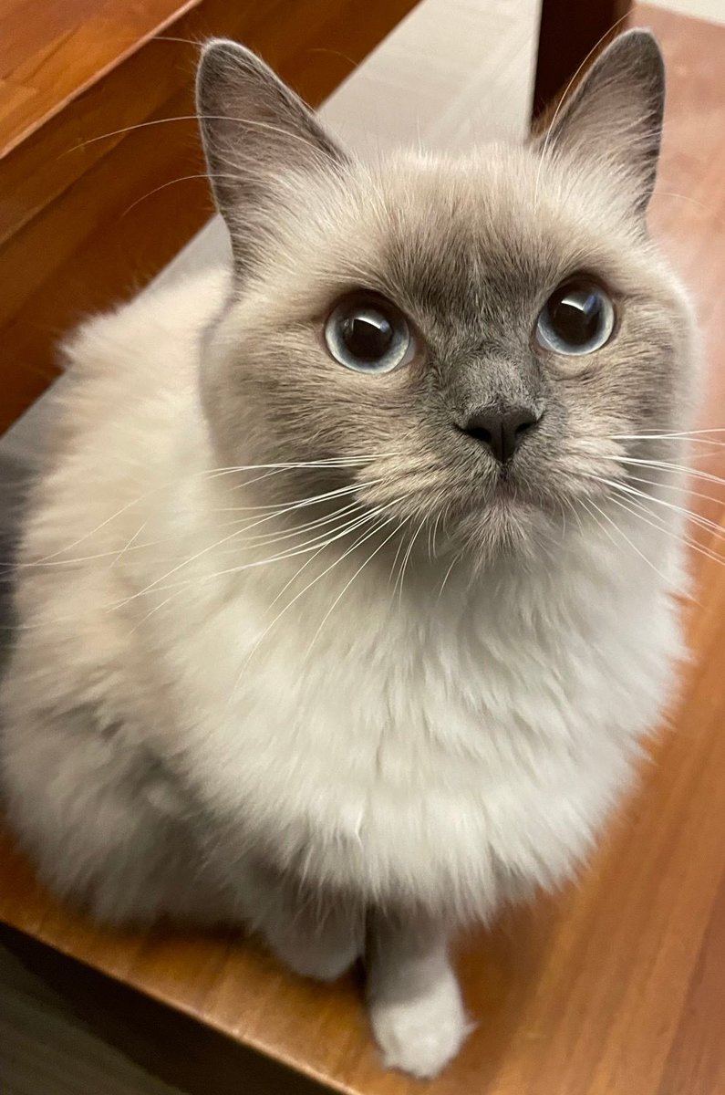 catPRdirector's tweet photo. いっぺんオンライン説明会��話を聞いてみると良いとおもいます🐱

公式アカウント👉@mothersauction
公式HP👉https://t.co/GYzukpVgeA
#京都  #不動産 #オークション #猫 https://t.co/OYgSmyapt6