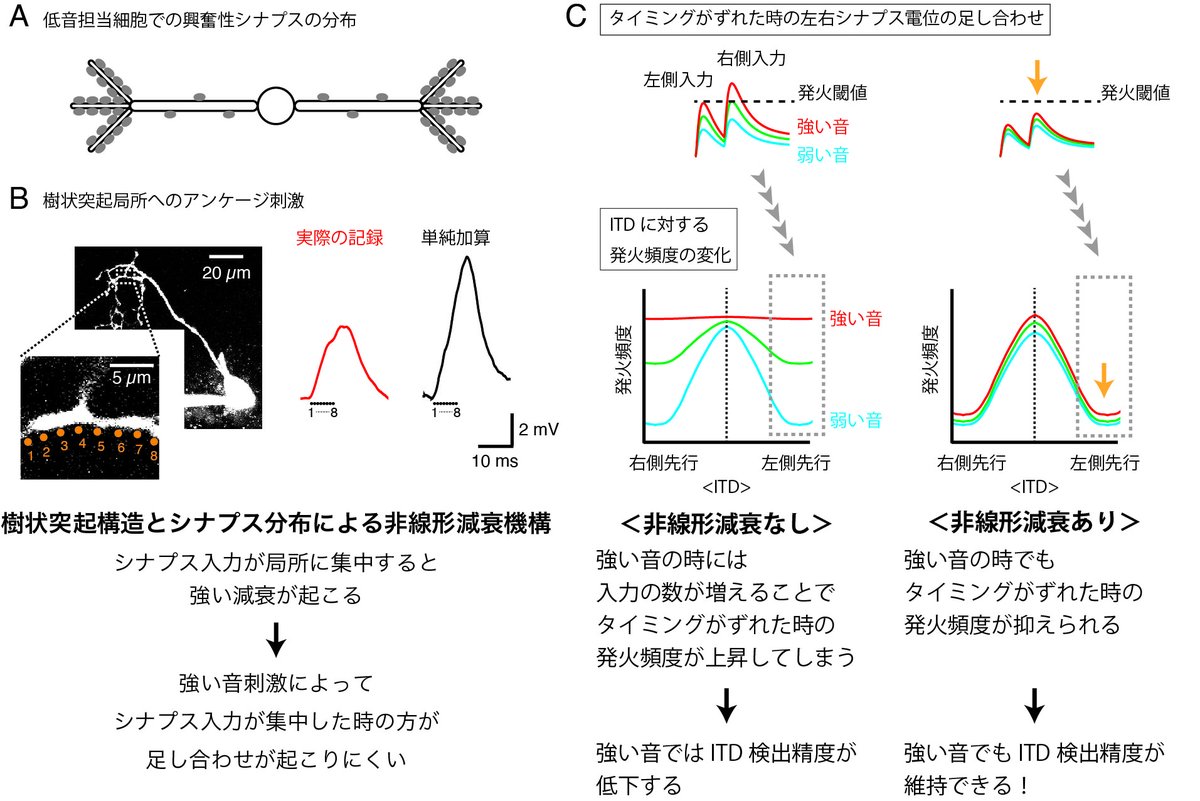 jnsorg's tweet image. #神経科学トピックス
シナプス集積によって情報統合のダイナミックレンジを広げる仕組み
jnss.org/news-topics?id…
doi.org/10.1126/sciadv…
Sci Adv. 2021 Nov 26;7(48):eabh0024.
名古屋大学医学系研究科細胞生理学
山田　玲 
#SynapseClustering #SoundLocalization