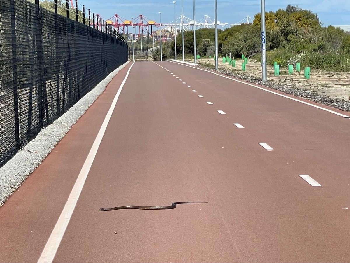 marquismail's tweet photo. Dugite (I think) sunbaking on the bike path! https://t.co/o6sRSsUHTg