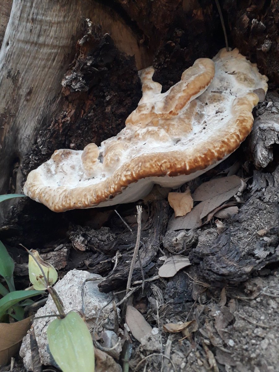 copechi's tweet photo. @Fungi_Cosas @AdrianaEspinod1 @Fungi_Cosas éste si se ve? https://t.co/qbkMEedcaM