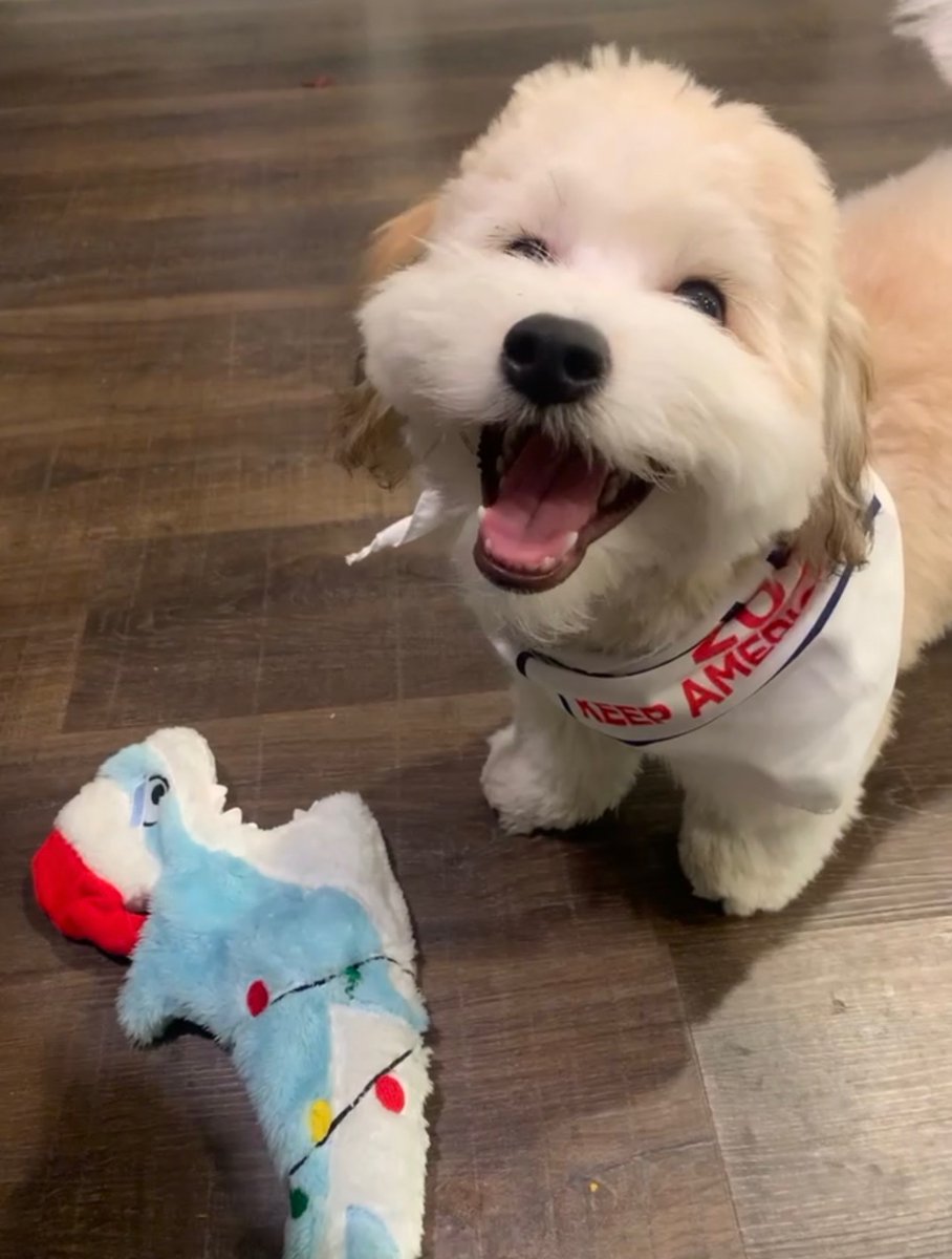 PlugAstro's tweet photo. I hope you all have a great day or night depending on where you are.

Here’s a picture of Peaches to brighten your day 🥹 https://t.co/fmzkF7KQX9