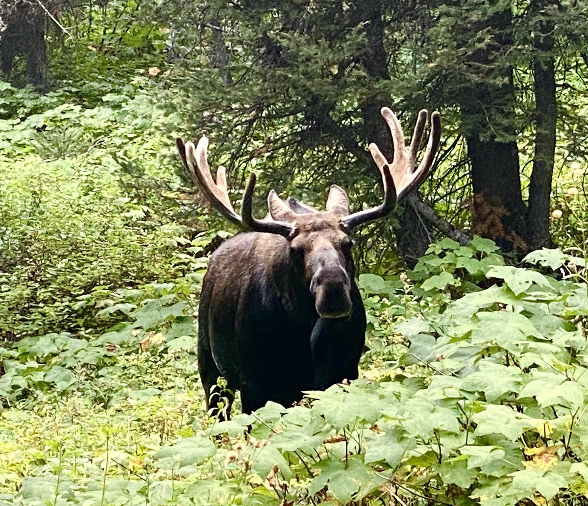 JonPolitis1's tweet photo. The moose were loose yesterday… https://t.co/aSCcvh89GM