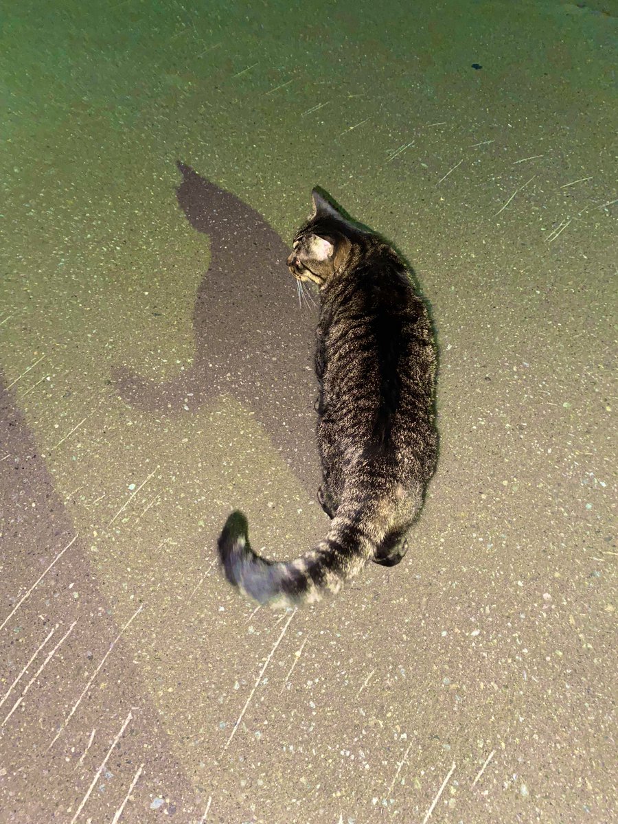 1056mion222's tweet photo. 昨日の夜の不思議なおぼろ月🌖
ミオンとお散歩…🐈⬛
テクテク🐾ゴロ〜ン💦
満足したらしい…(=^x^=)💕
秋のマキシシングル💿楽しみだね~ฅ( ͒ᵕ̳◡ᵕ̳ ͒)。o○
#ebinamasuji https://t.co/NVpUq1Hc0f