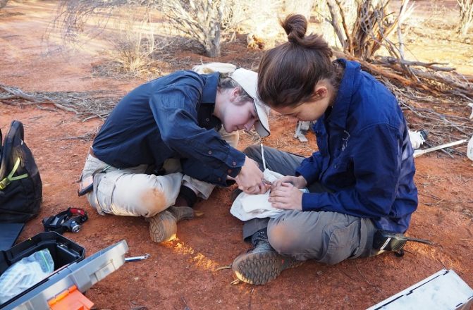 #ICYMI: Our 2023 Ecology and #Internship Program Applications are open! We're looking for 21 enthusiastic and talented graduates hoping to gain valuable field experience in science-led conservation. Hurry, applications close 1/10! Apply👉 bit.ly/AWCIntern 📸E Drummond/AWC