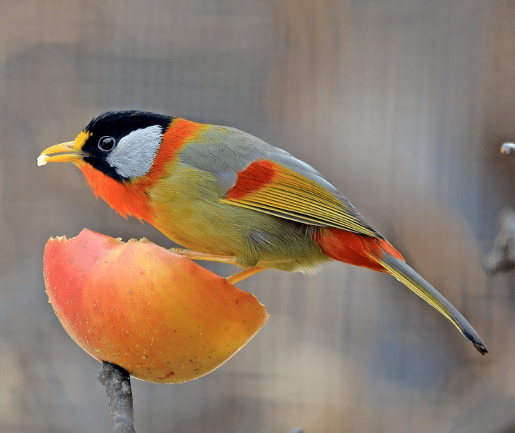 BirdsChina's tweet photo. Guess the name of the bird🐦

#birds #nature #photos
#LovelyBirdsInChina https://t.co/biMq7A10ow