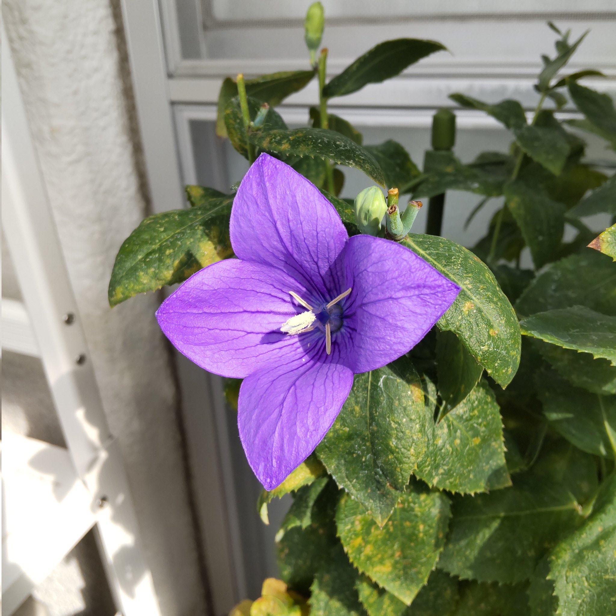 Kt1210 朝の寒さで桔梗が枯れだす季節になりましたが まだ花が咲いています 桔梗 T Co Cpwtob3g8o Twitter