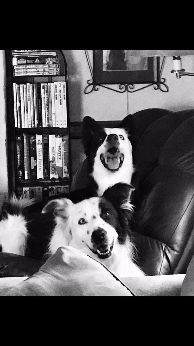 gohaveablast's tweet photo. These two❤️ #laughingdogs #bordercollies #justchillin #woofwoof https://t.co/ZhPxFwJJRE