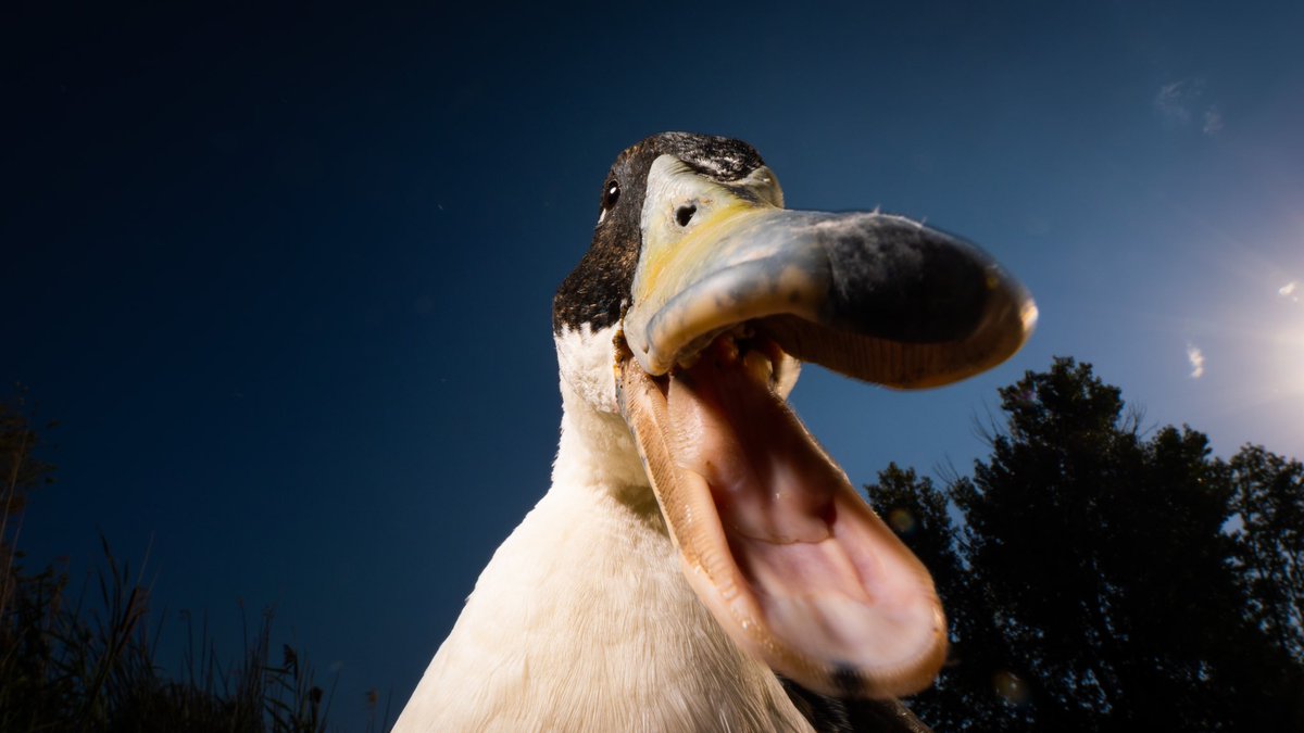 DuckFoodBot's tweet photo. 📣 YOU HAVE ANY FOOD?!

(retweet to send a snack https://t.co/bCx4zPeNUf) https://t.co/vieio3HRuO