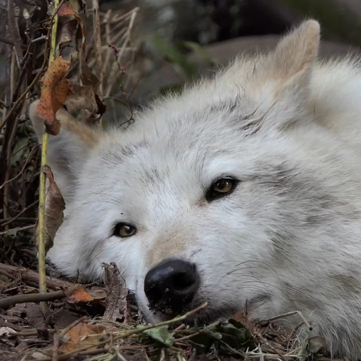 Wolf Conservation Center on Twitter: 