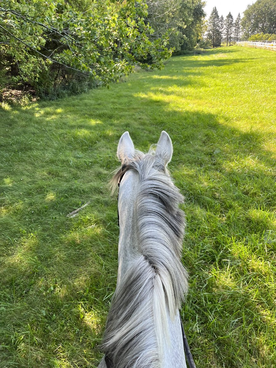 equiMESS's tweet image. The best view is always from between the ears of a good friend 💗