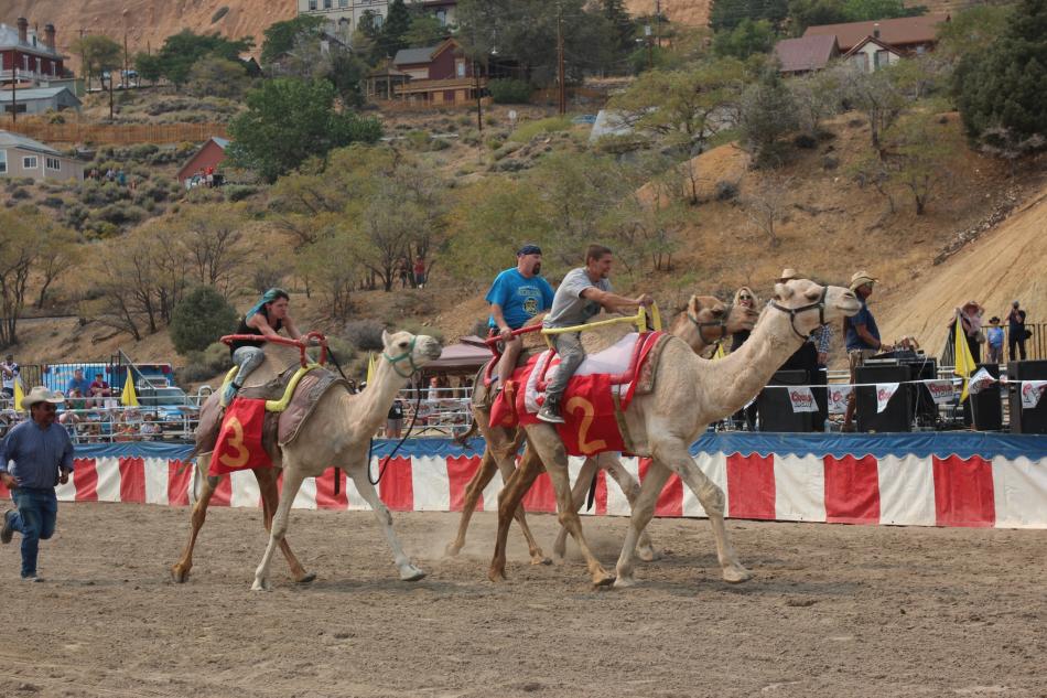 63rd International Camel and Ostrich Race returns to Virginia City this weekend carsonnow.org/story/09/08/20… #VirginiaCity #Comstock #VisitVirginiaCity