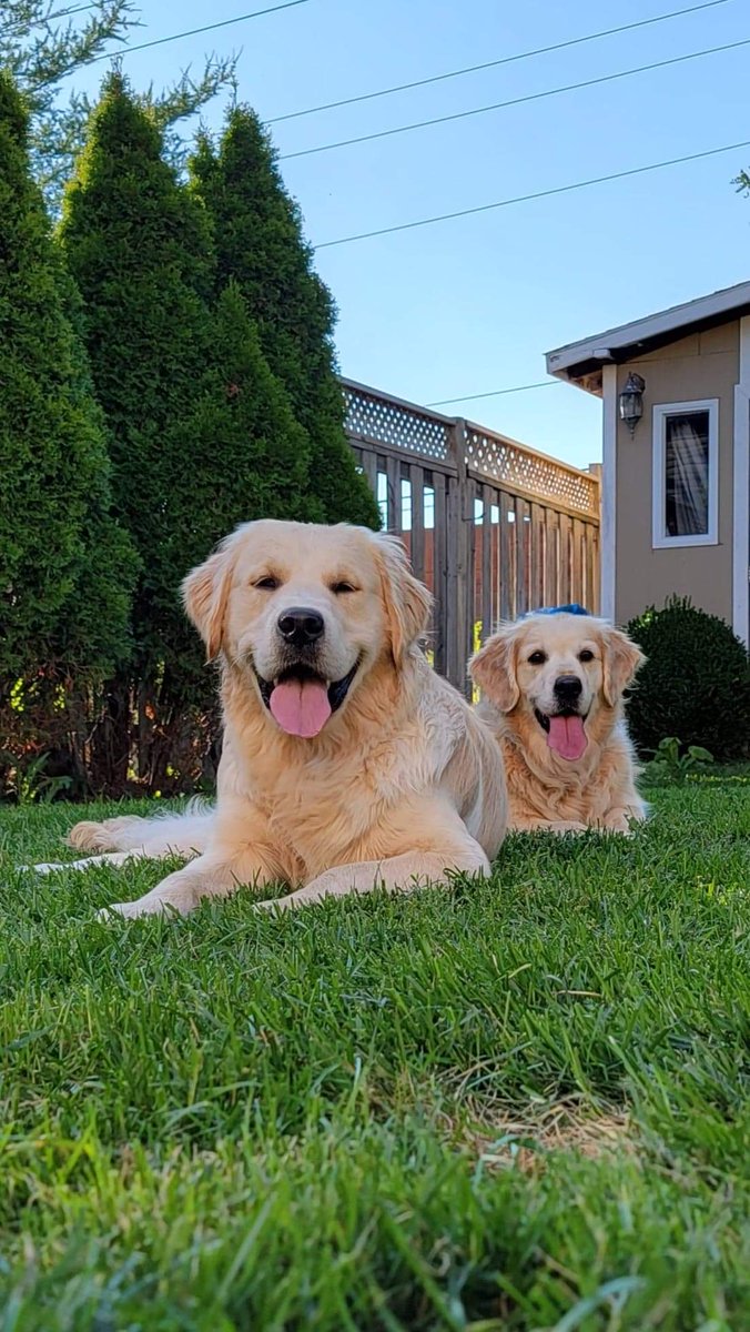 We had a lovely evening outside with dog Dad and Courtney. We got to play in our pool, which was unfortunately followed by baths but Courtney says they were neccessary 🙄 pfft we think we smelled great! #Goldenretrievers #goldengracie #goldenpatrick #summerevening #dogsoftwitter