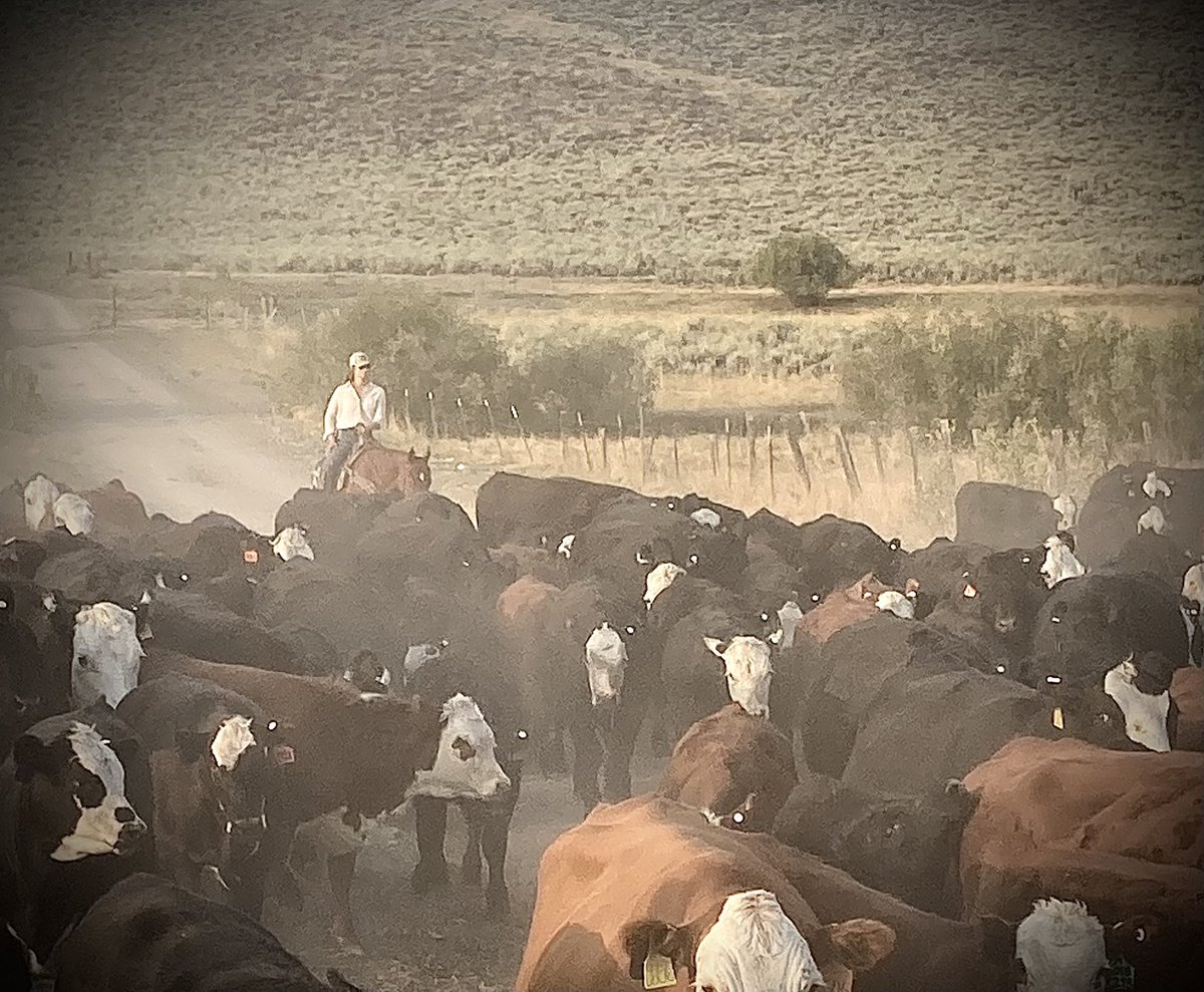 WyattPrescott's tweet photo. How bout them cowgirls 🎵 Weaned another set today. Of all the people I have ride for me, I have 4 women and I swear they are better help than the handiest cowboys. Follow orders, work the ground, and handle cattle with compassion. #prescottcattle #22fallrun https://t.co/ilQVKjq1gr
