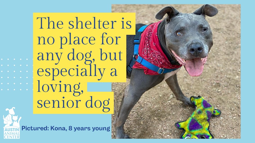 austinanimals's tweet photo. Austin Animal Center is overflowing with dogs in need of a home. Kona is just 1 of over 335+ dogs in need. He is also available for foster💙

View all our adoptable animals and learn more about fostering here--> https://t.co/oqXGQAnJc9

#adoptashelterdog #spacecrisis #atxdogs https://t.co/QrNaTEDuNx