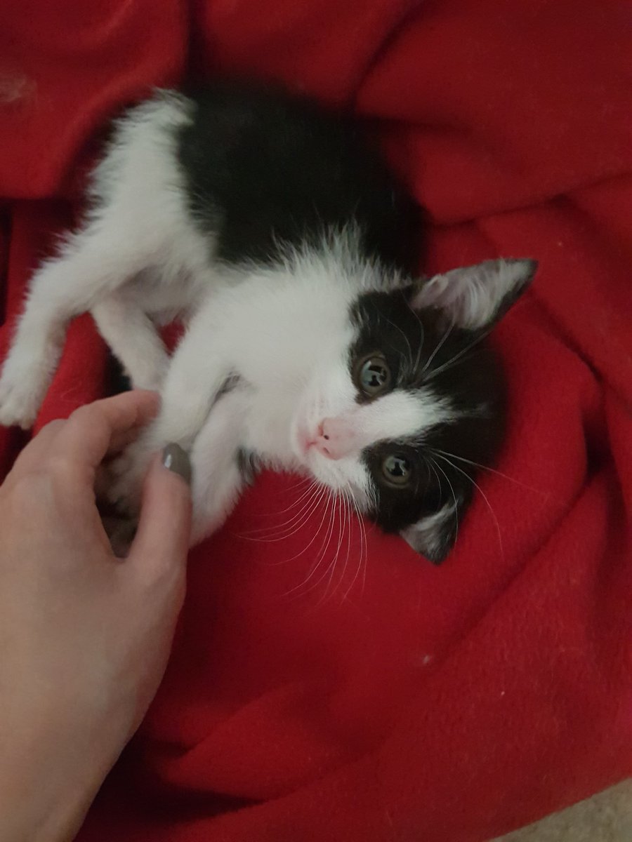 sarkinit's tweet photo. Он у меня всего неделю, а я уже привыкла, тяжко будет отдавать 🥺 https://t.co/28bU5XqTLy